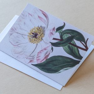Greeting Card – Poppy Pink 18