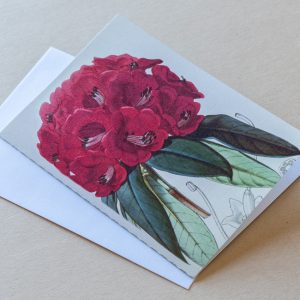 Greeting Card – Rhododendron Red 33